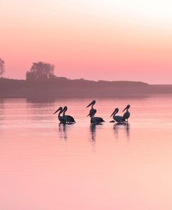 Sunrise Watchers