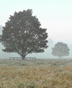 Foggy Walk