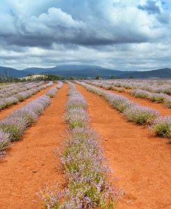 Lavendar Moods