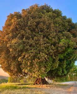 The Tree of Chianti