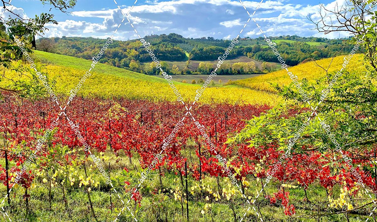 Vineyard in the Fall