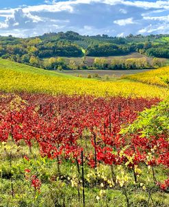 Vineyard in the Fall