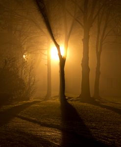 Light Through The Mist
