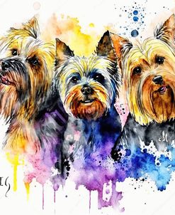 Yorkshire Terrier Bliss