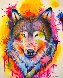 Wolf Splash Colors