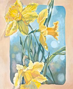 Daffodils