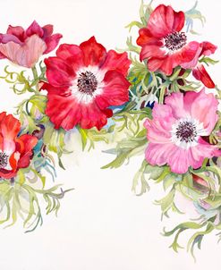 Red Anemonies