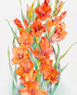 Hot Orange Gladiolus