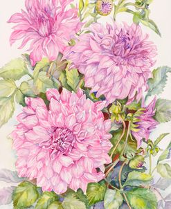 Lavender Dahlias