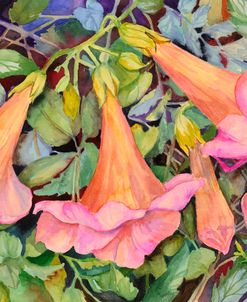 Trumpet Vine