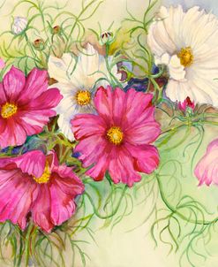 Pink and White Cosmos