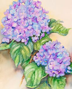 Hydrangea Stem