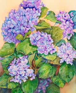 Easter Hydrangea