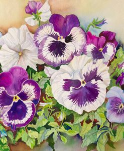 Pansy Cluster