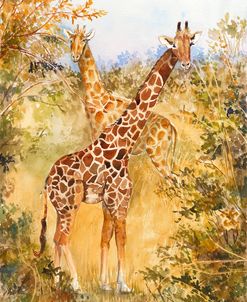 Giraffes