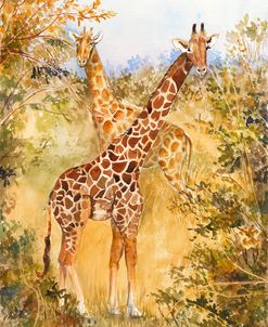 Giraffes