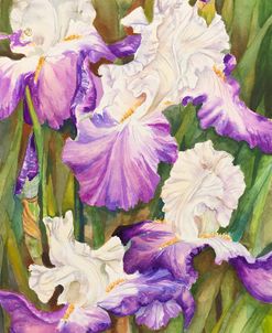 Lavender Iris