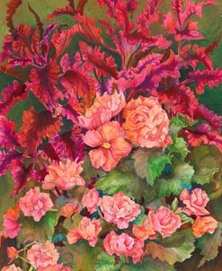 Coleus and Begonias