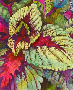 Coleus