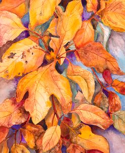 Sassafras Leaves