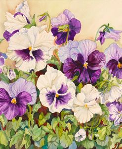 White and Purple Pansies