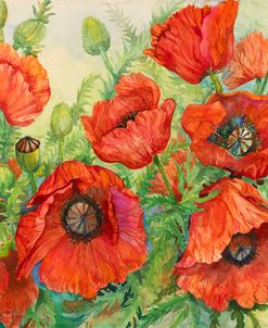 Poppies at their Peak