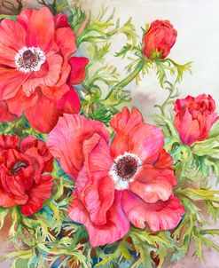 Red Anemones