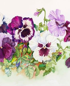 White and Purple Pansies II