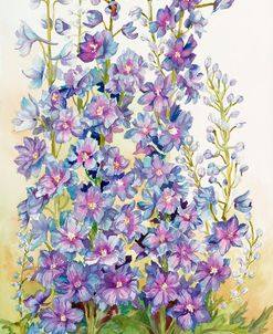 Delphinium Cluster