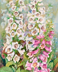 Foxglove Spears