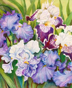 Irises in Shades of Lavender