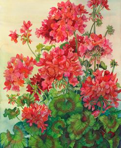 Geraniums