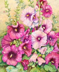 Hollyhocks In Evening Glow