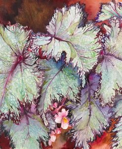 Begonia Leaves