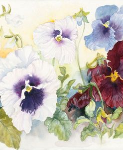 Pansies On Parade