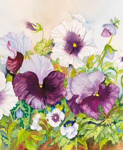 Early Pansies