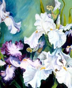 Plum And White Iris