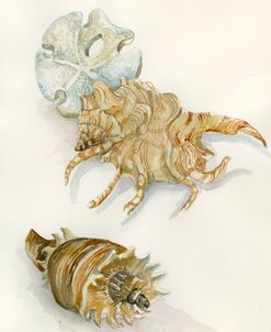 Shell Study