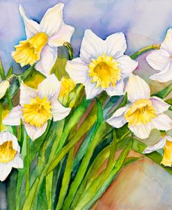 Daffodil Cluster