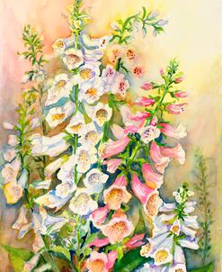 Foxglove in a Garden