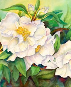 Camellias