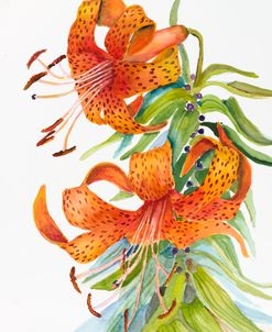 Tigar Lilies