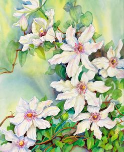 White Clematis