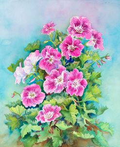 Hot Pink Blush Geraniums