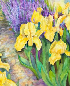 Iris in a Rock Garden