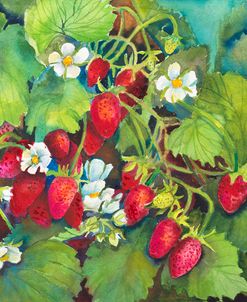 Strawberry Patch – A. Ripe on the Vine