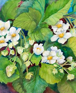 Strawberry Patch – B. Flowering