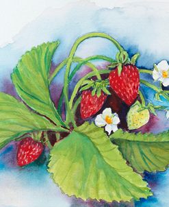 Strawberry Patch – E. Sample Berries