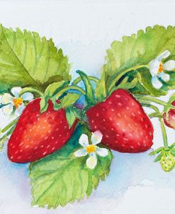 Strawberry Patch – F. Berry Border