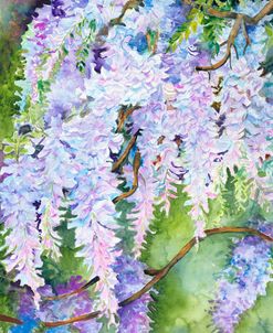 Wisteria